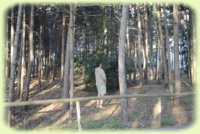 Click to enlarge