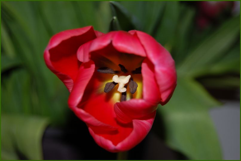 furdetstb_20