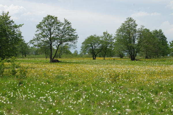 DSC_7800