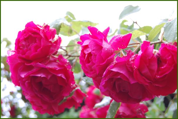 DSC_9011